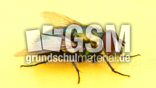 Schmeißfliege (16).jpg